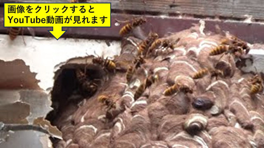 石川町で床下に作ったスズメバチの巣