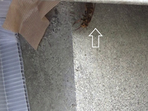 スズメバチが通気口付近の壁の隙間から出入り(白河市)