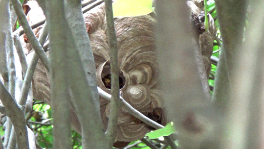 白河市でスズメバチ駆除の概況