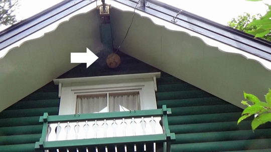 天栄村でスズメバチ駆除