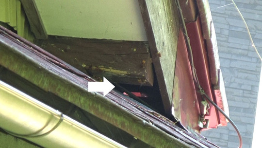 三春町で屋根裏の巣へスズメバチが出入り