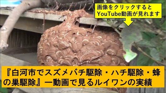 白河市でのハチ駆除の実績動画