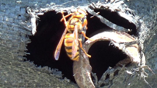 スズメバチ駆除-飯館村で小さな穴からスズメバチが出入り