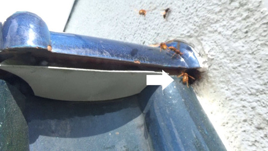 本宮市でスズメバチ駆除