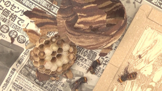 解体したコガタスズメバチの巣