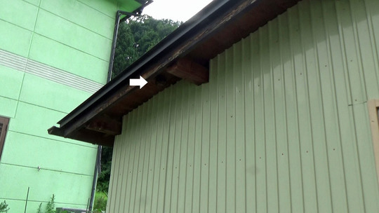 軒下のアシナガバチ駆除の現場