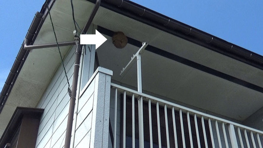 ベランダの天井に作ったスズメバチの巣