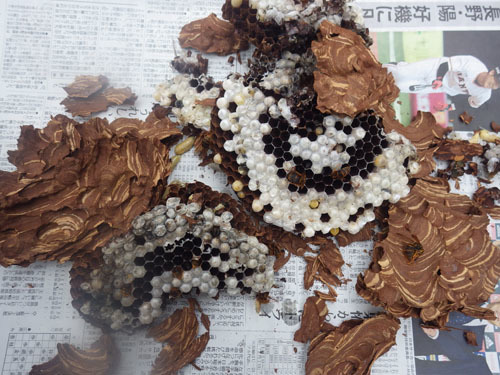 駆除したキイロスズメバチの巣（白河市）