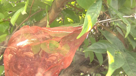 スズメバチの巣を撤去中（本宮市）