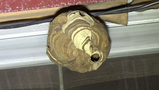 郡山市で軒下にあったコガタスズメバチの巣を駆除