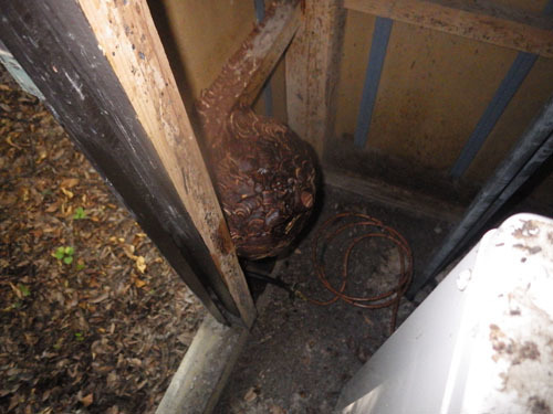 スズメバチの巣内に殺虫剤が注入された状態（白河市）