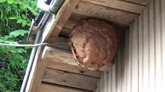 小野町の軒下でキイロスズメバチ駆除の現場