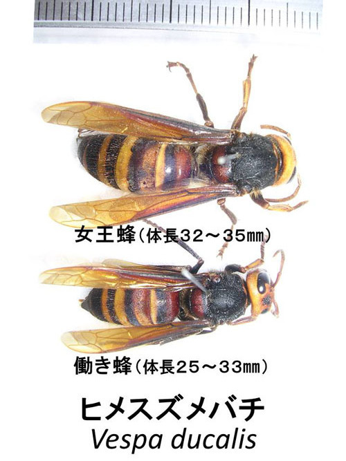 ヒメスズメバチの女王蜂と働き蜂