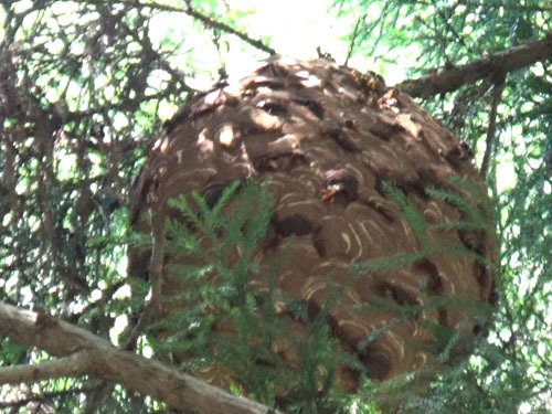 泉崎村でスズメバチ駆除