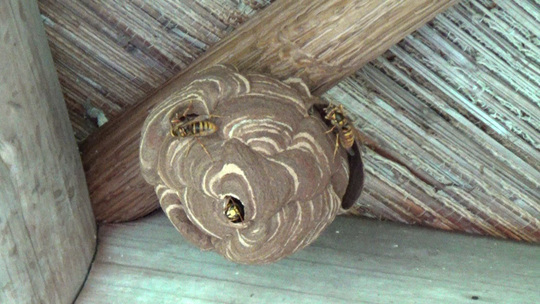 スズメバチ駆除-三春町役場から駆除要請された蜂の巣