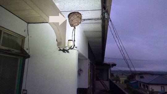 軒下のスズメバチの巣駆除の現場