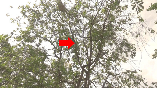 サクラに作ったスズメバチ駆除の現場