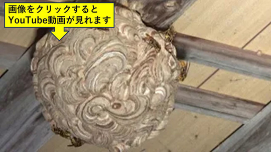 大玉むらで玄関の庇のスズメバチの巣