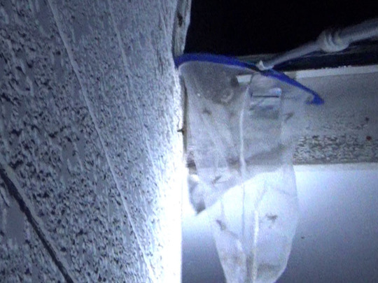 アシナガバチの巣を捕虫ネットで撤去(須賀川市）