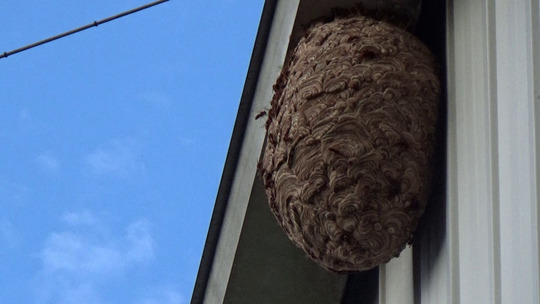 軒下のキイロスズメバチの巣