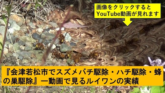 会津若松市でのハチ駆除の実績動画