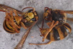 私のハチ刺され体験記１ スズメバチに刺された初体験 蜂駆除のルイワン