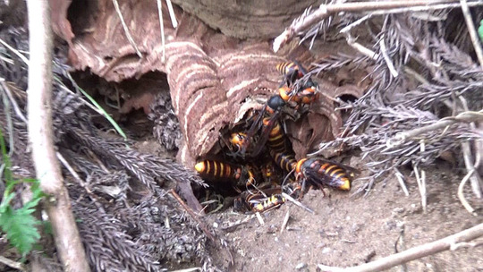 田村市で大スズメバチ駆除の現場