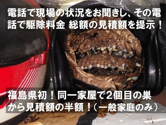 ルイワンのハチ駆除料金