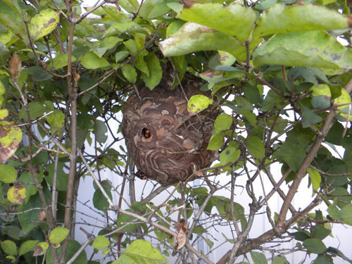 郡山市でコガタスズメバチの現場
