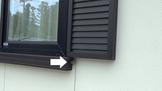 ハチ駆除-白河市でアシナガバチの巣を駆除-概要 