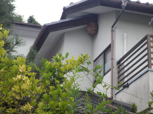 スズメバチの巣が軒下に