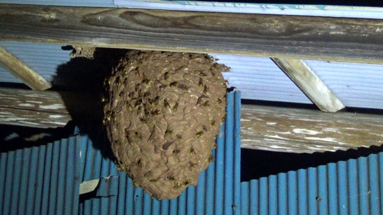 巣上のキイロスズメバチたちの平穏状態（石川町）