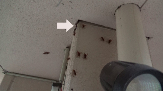 軒裏の隙間からスズメバチが出入りする現場