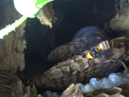 オオスズメバチの巣は穴の側面にあった（郡山市）