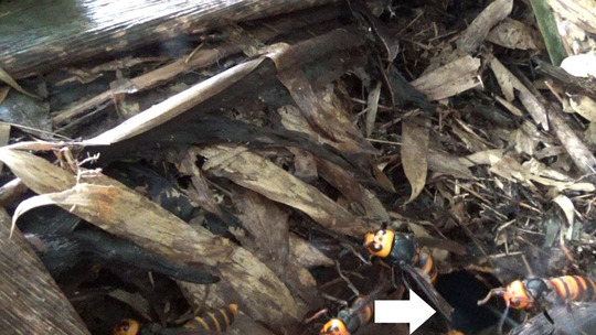 土手の竹林のオオスズメバチの巣