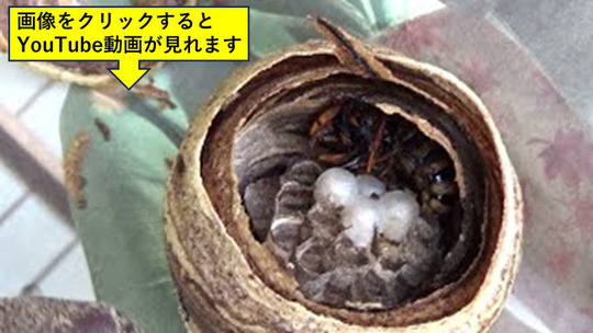 軒下にキイロスズメバチの女王蜂が作った巣