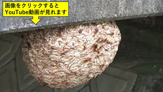 浅川町役場から町道の橋の下のスズメバチ駆除要請