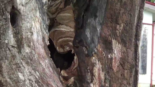 田村市でスズメバチ駆除の現場