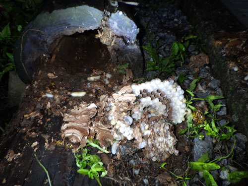 丸太の中から取り出したスズメバチの母巣（郡山市）