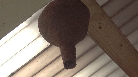 ベランダの天井に廃巣になった逆とっくり型の巣