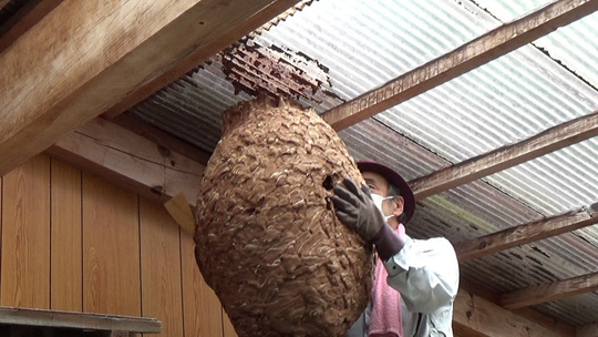 スズメバチ駆除-三春町で2階の物干し場の天井に巨大な蜂の巣