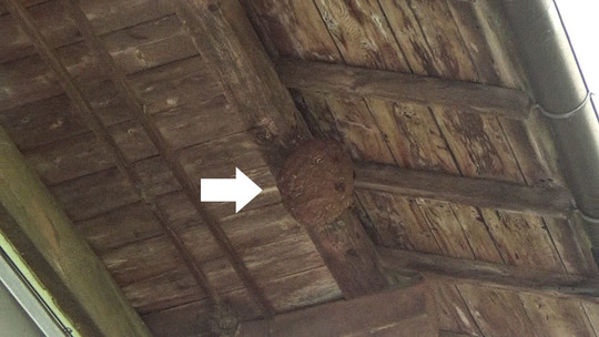 スズメバチ駆除の現場（本宮市）