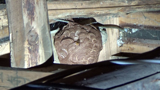 屋根裏に作ったキイロスズメバチの巣