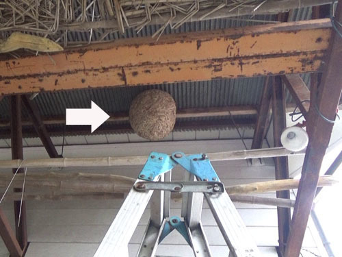 スズメバチ駆除の現場（二本松市）