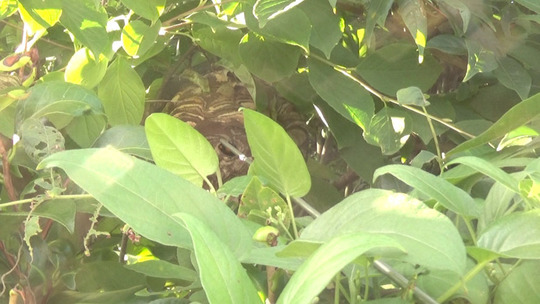 殺虫剤を注入したスズメバチの巣（本宮市）