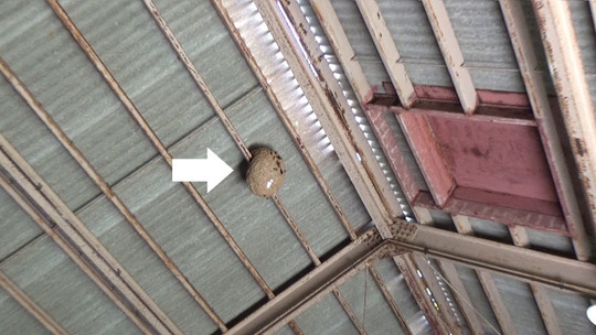 スズメバチの巣がある倉庫の天井