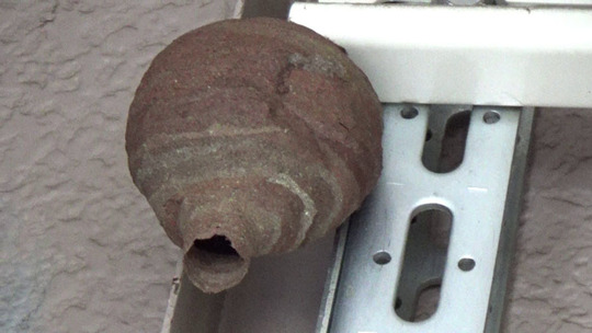 スズメバチ駆除-郡山市で駆除した蜂の巣