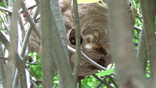 白河市で生垣の中にスズメバチの巣