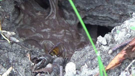 田村市でスズメバチ駆除