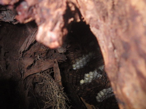 切り株の樹洞の中に見えたオオスズメバチの巣(郡山市)